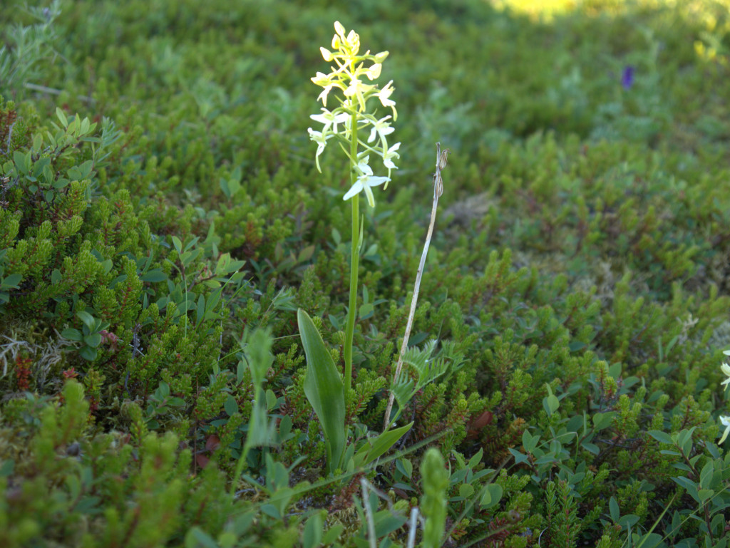 Een mooie orchidee